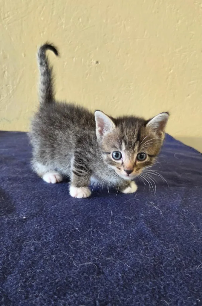 A baby small-sized female Domestic Short Hair cat named Sabi for adoption in Shelbyville, TN
