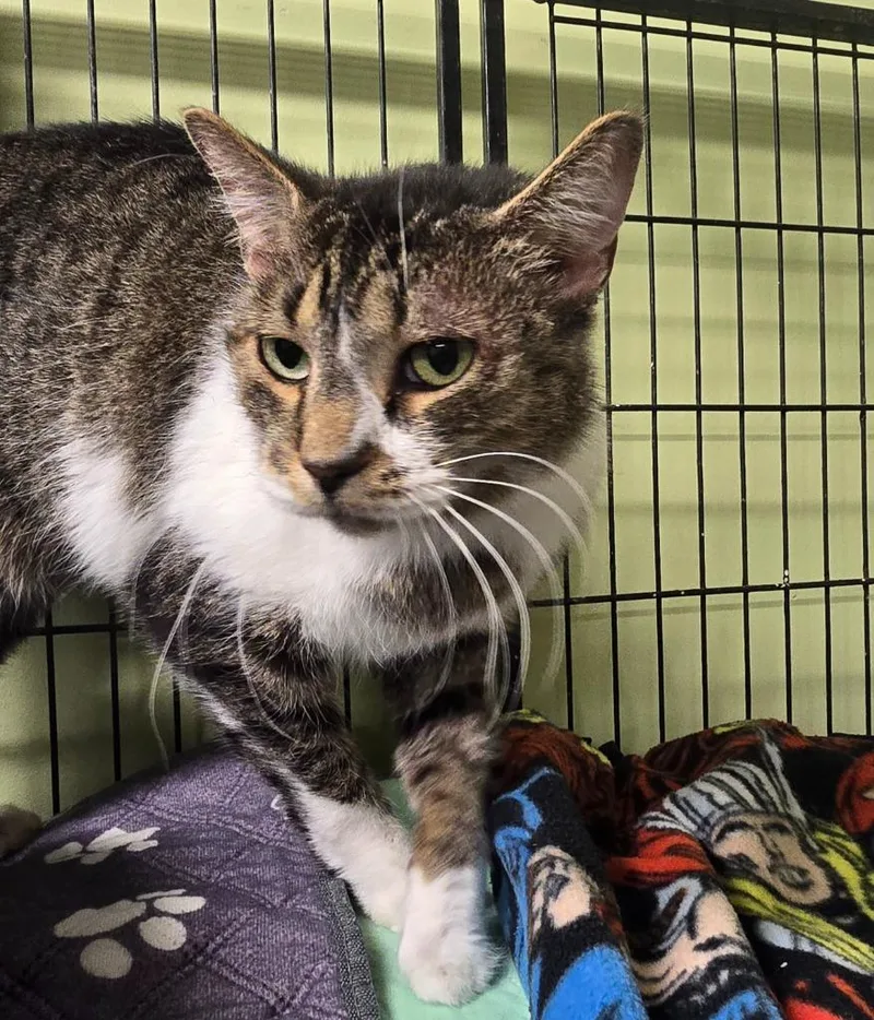 An adult large-sized male Domestic Short Hair cat named Milo for adoption in Auburn, IN