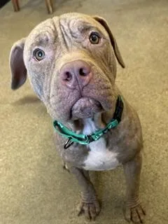 A baby medium-sized male Yellow / Tan / Blond / Fawn Pit Bull Terrier dog named Romero for adoption in Cleveland, OH