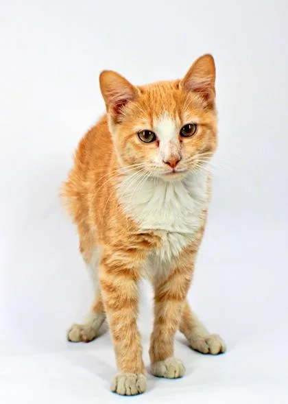 A baby small-sized male Domestic Short Hair cat named Griffindor for adoption in Morton Grove, IL