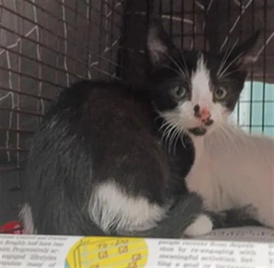 A baby small-sized male Domestic Short Hair cat named Jack for adoption in Fort Lauderdale, FL