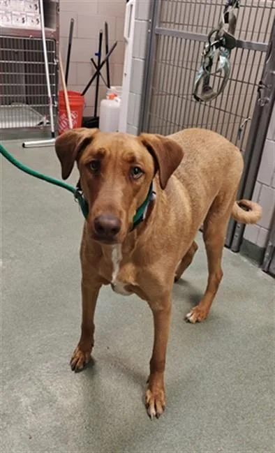 A young large-sized male Mixed Breed dog named Pumba for adoption in Santa Fe, NM