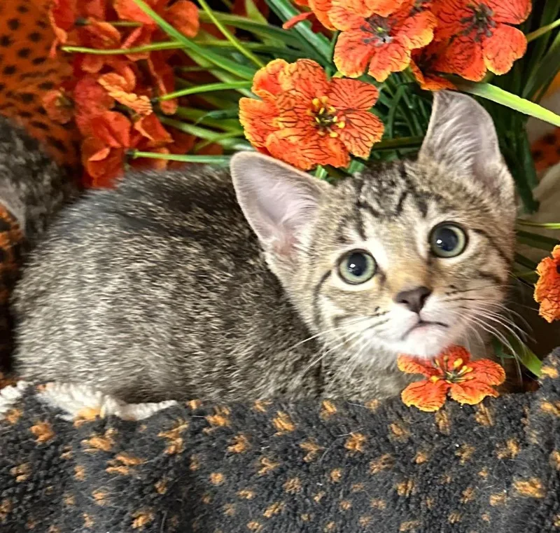 A baby small-sized male Domestic Short Hair cat named Toby for adoption in Stillwater, OK