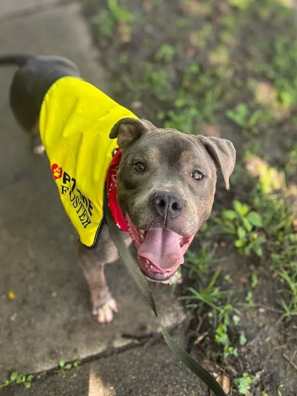 An adult large-sized male Yellow / Tan / Blond / Fawn Mixed Breed dog named Lucciano for adoption in Cincinnati, OH
