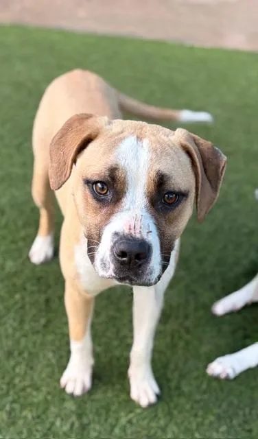 A young medium-sized female Mixed Breed dog named Blondie for adoption in Dallas, TX