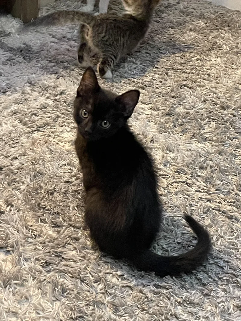 A baby medium-sized male Black Domestic Short Hair cat named Newt for adoption in Vacaville, CA