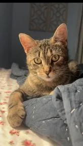 A young medium-sized female Tabby (Brown / Chocolate) Tabby cat named Buttercup for adoption in Wyandotte, MI