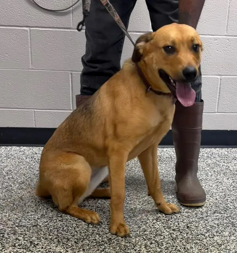 A young large-sized female Rottweiler dog named Coco for adoption in Hopkinsville, KY