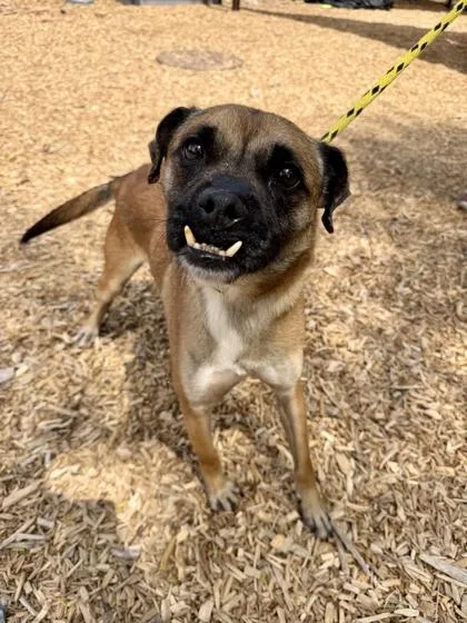 An adult medium-sized male Mixed Breed dog named Astro for adoption in Chamblee, GA