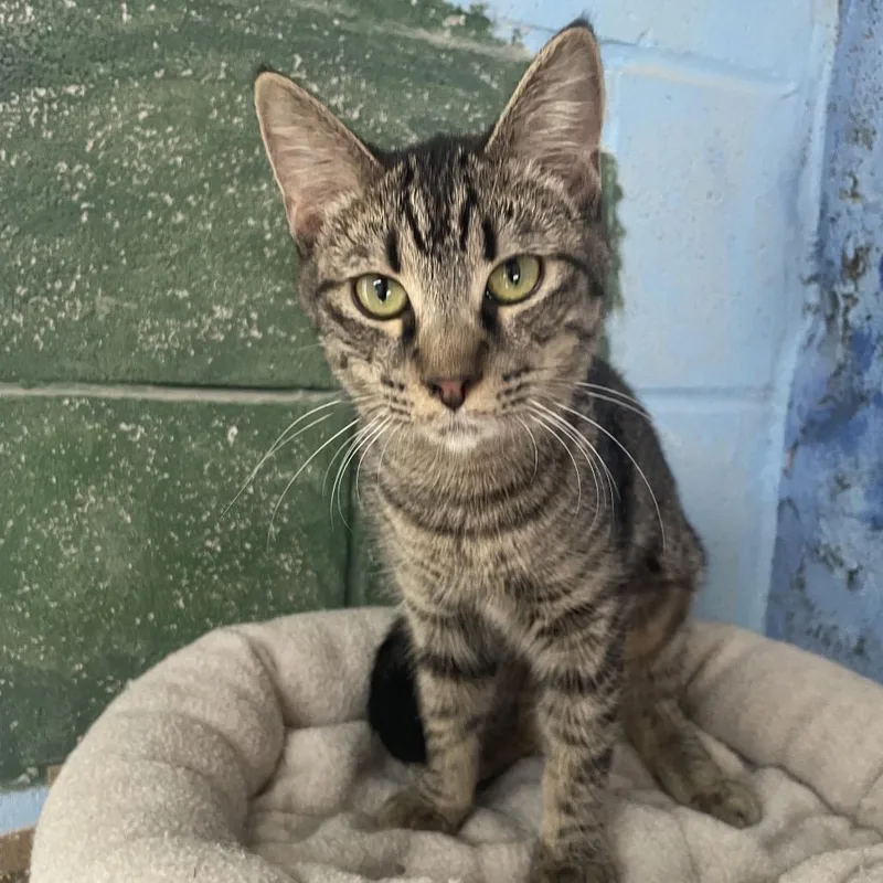 A baby small-sized female Gray / Blue / Silver Domestic Short Hair cat named Tweety for adoption in Laredo, TX