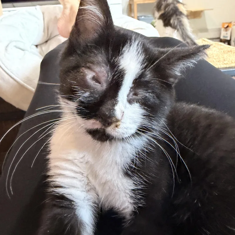 A baby medium-sized male Black & White / Tuxedo Domestic Short Hair cat named Rambo for adoption in Austin, TX