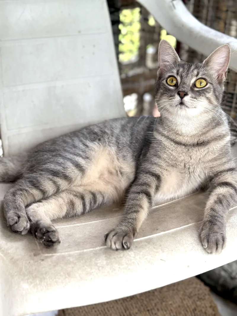 A young medium-sized female Gray & White Domestic Short Hair cat named Grey Mist for adoption in Homestead, FL