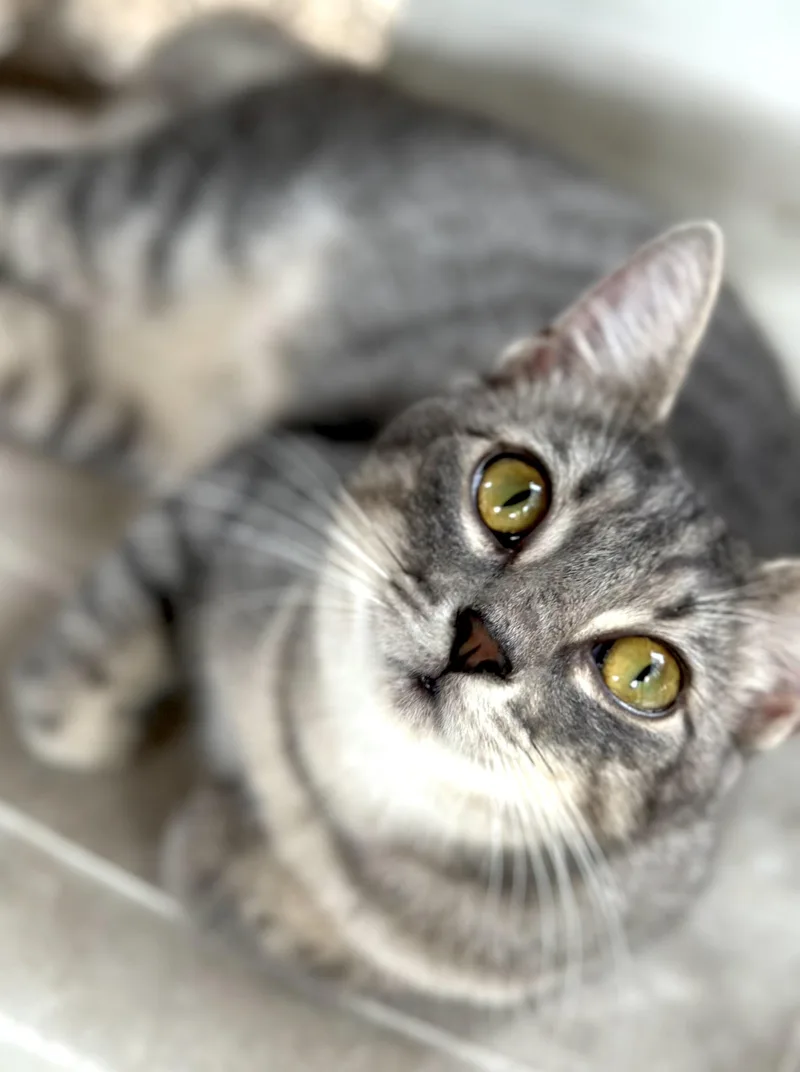 Grey Mist thumbnail 2