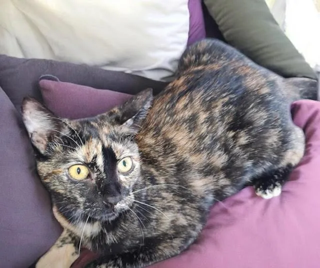 Purrla Indoor Only thumbnail 4