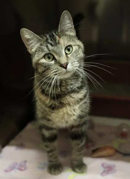 Gingersnap thumbnail 2