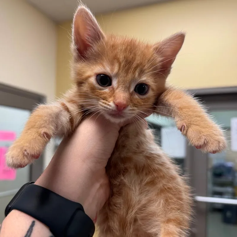 A baby small-sized male Orange / Red Domestic Short Hair cat named Bigi for adoption in Lynchburg, VA