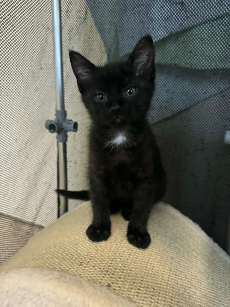 A baby medium-sized male Domestic Short Hair cat named Larry for adoption in Marion, OH