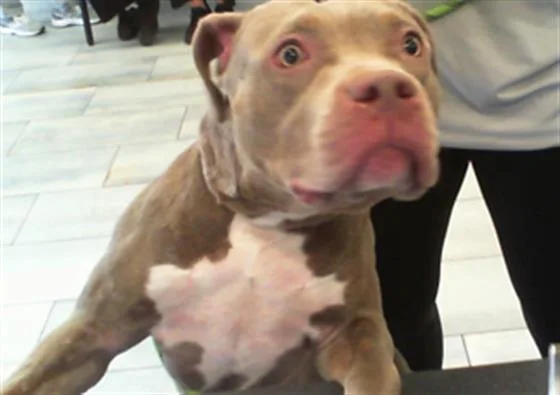 An adult large-sized female Pit Bull Terrier dog named A for adoption in Charlotte, NC