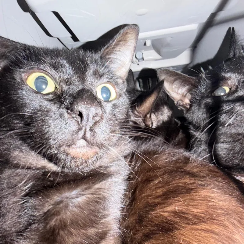 A young medium-sized male Domestic Short Hair cat named Maple for adoption in Tacoma, WA