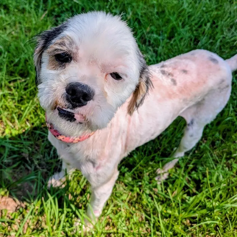 An adult small-sized male White / Cream Terrier dog named Kuma Yama for adoption in Houston, TX