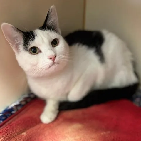 A young medium-sized female Black Domestic Short Hair cat named Fidget for adoption in South Elgin, IL