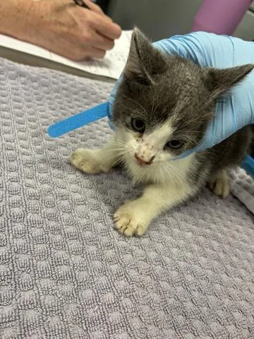 A baby small-sized female Domestic Medium Hair cat named Fiji for adoption in San Martin, CA