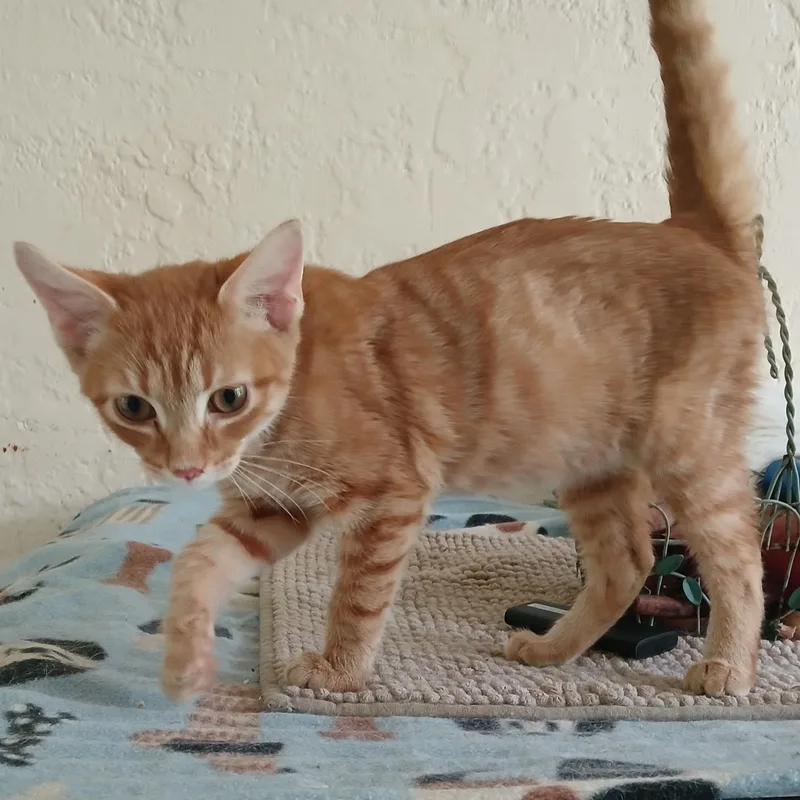 A baby small-sized male Orange & White Tabby cat named Sam for adoption in Maple Shade, NJ
