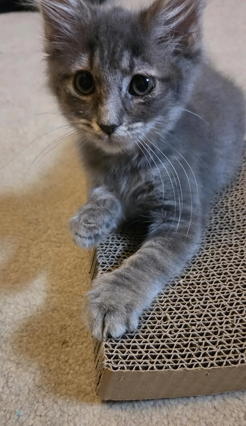 A baby medium-sized female Tabby (Gray / Blue / Silver) Domestic Medium Hair cat named Sugar for adoption in Greensburg, PA