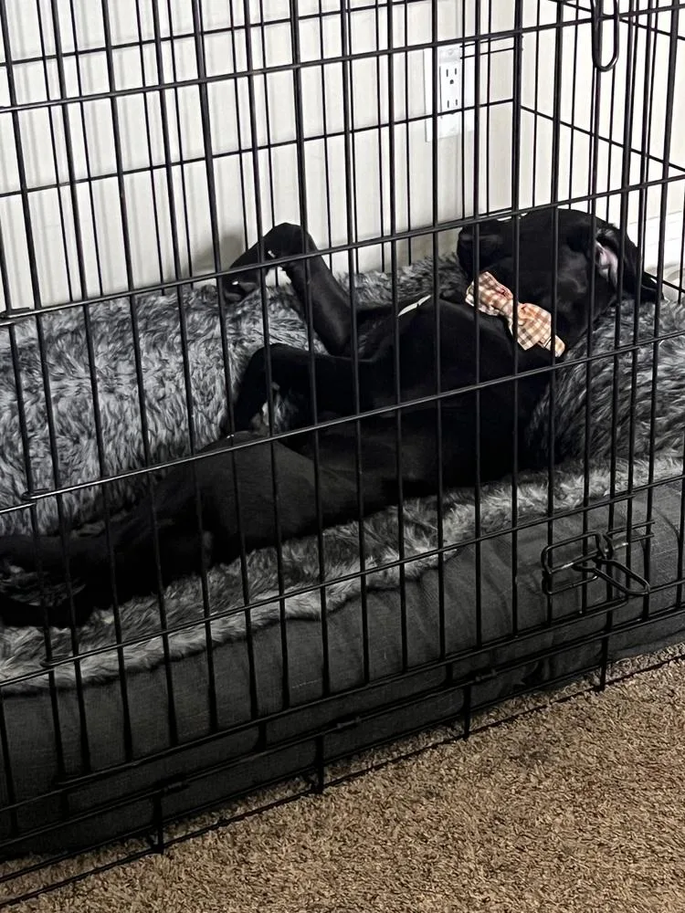 A baby medium-sized male Black Golden Retriever dog named Paddy for adoption in Clinton Township, MI