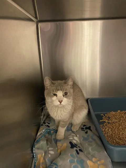 An adult medium-sized female Domestic Short Hair cat named Melody for adoption in West Valley City, UT