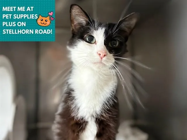 A young medium-sized female Domestic Medium Hair cat named The Duchess for adoption in Fort Wayne, IN