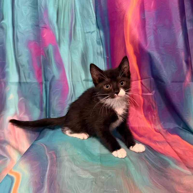 A baby small-sized female Domestic Short Hair cat named Bumblebee for adoption in Woodstock, GA