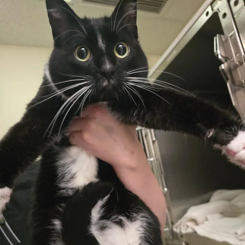 An adult large-sized female Black Domestic Short Hair cat named Imp for adoption in Fort Bragg, CA