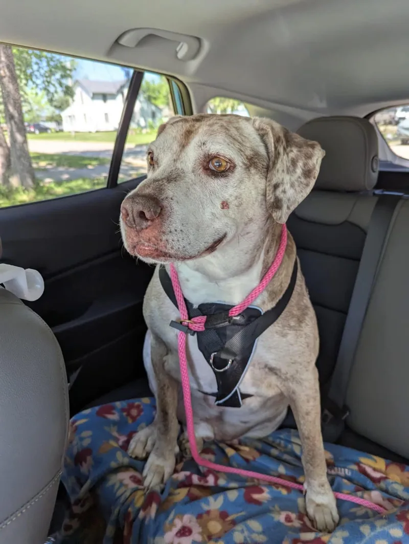 The Dude thumbnail 3