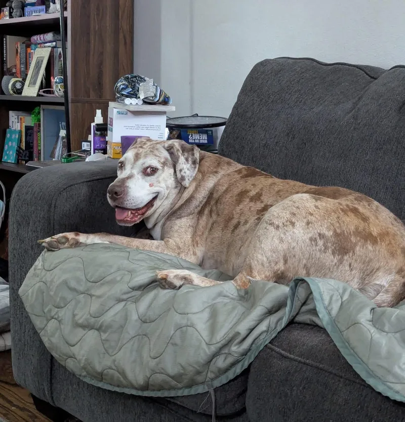 The Dude thumbnail 4