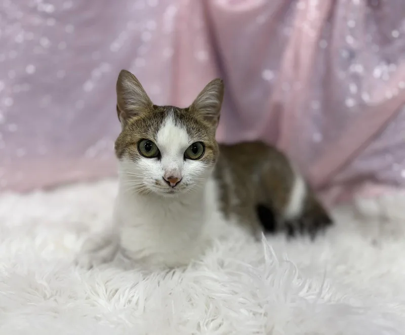 An adult medium-sized female Domestic Short Hair cat named Selene for adoption in Clarkesville, GA