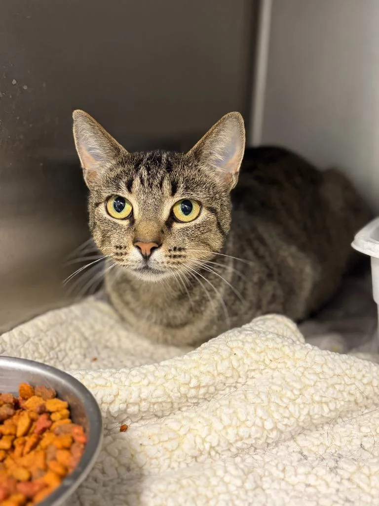 An adult medium-sized female Domestic Short Hair cat named Layla for adoption in Portland, IN