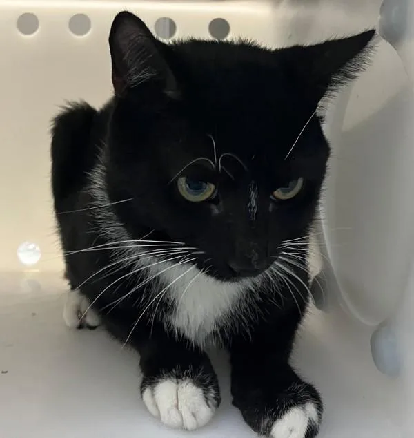 A young medium-sized male Domestic Short Hair cat named Cooper for adoption in Staten Island, NY