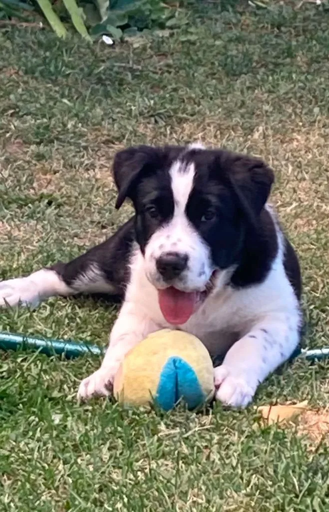 A baby medium-sized male Australian Cattle Dog / Blue Heeler dog named Ballad for adoption in Fort Lupton, CO