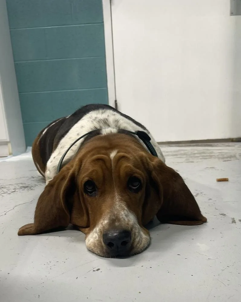 An adult medium-sized female Basset Hound dog named Nina for adoption in Chattanooga, TN