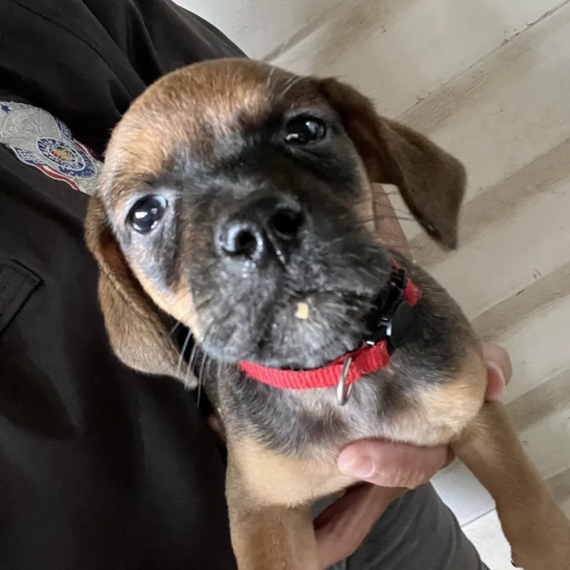 A baby small-sized male Brown / Chocolate Mixed Breed dog named Rufus for adoption in Monroeville, AL