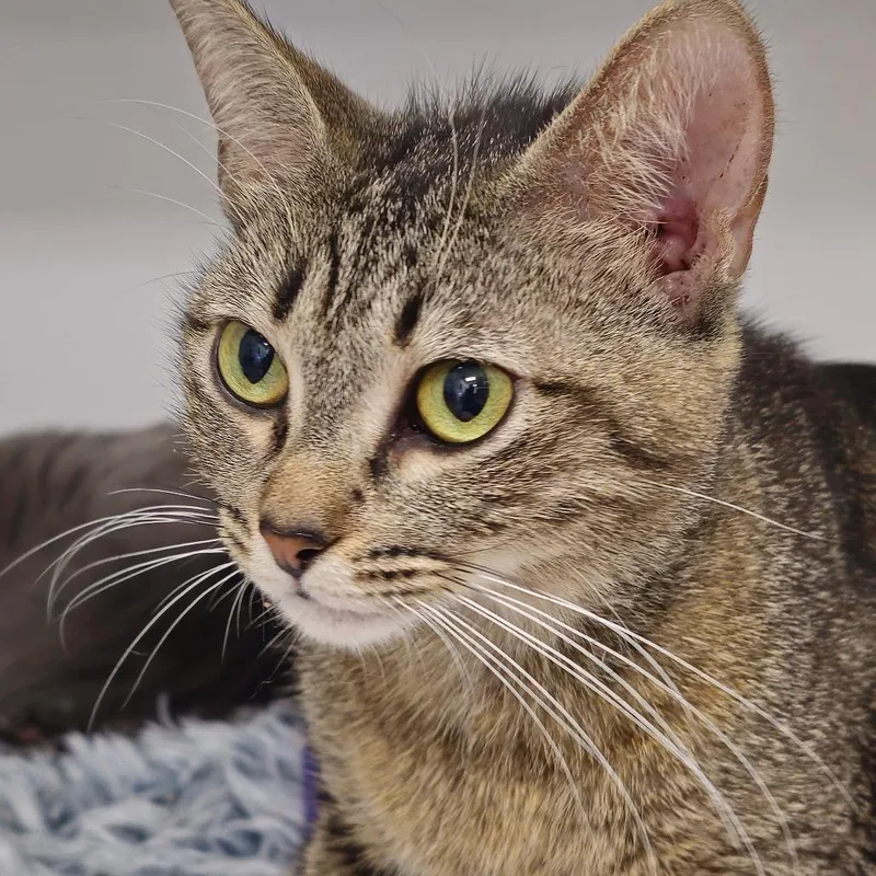 A young medium-sized female Domestic Short Hair cat named Piper for adoption in Cumming, GA