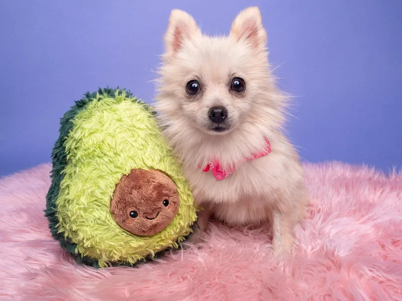 A senior small-sized female Pomeranian dog named Eeyore for adoption in Palo Alto, CA