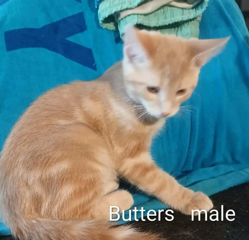 Butters