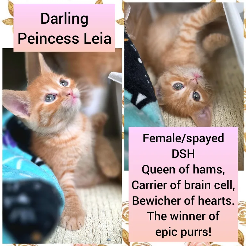 A baby medium-sized female Tabby (Orange / Red) Domestic Short Hair cat named Princess Leia for adoption in Beaverton, OR