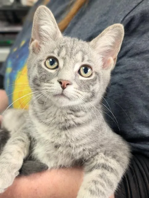 A baby small-sized male Domestic Short Hair cat named Aidan for adoption in Canfield, OH