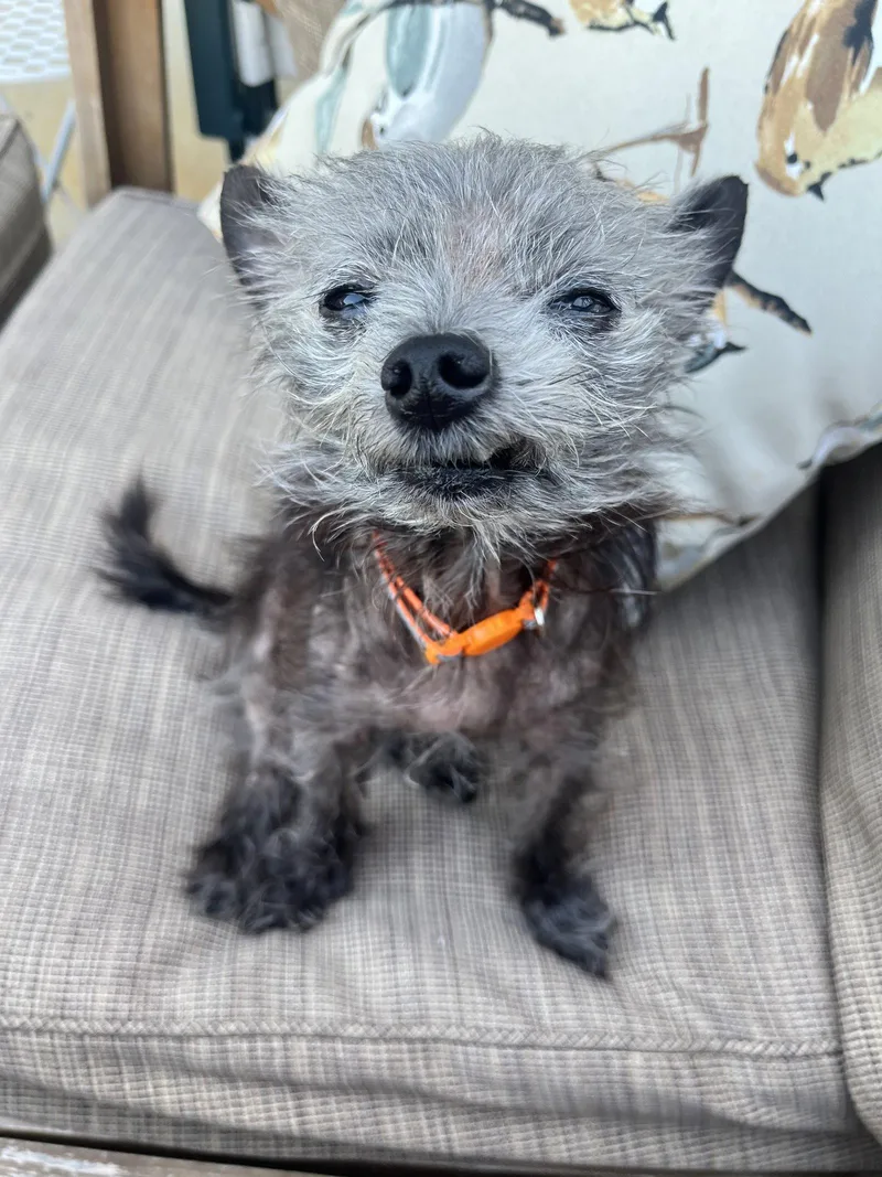 Dottie