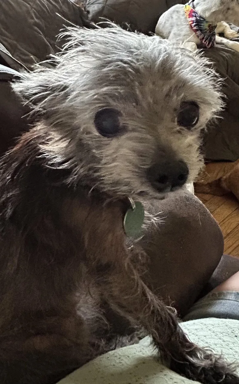Dottie thumbnail 2
