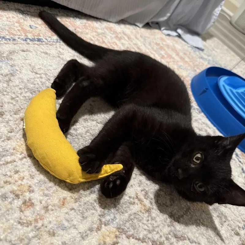 A young small-sized male Domestic Short Hair cat named Pepper for adoption in Stokesdale, NC