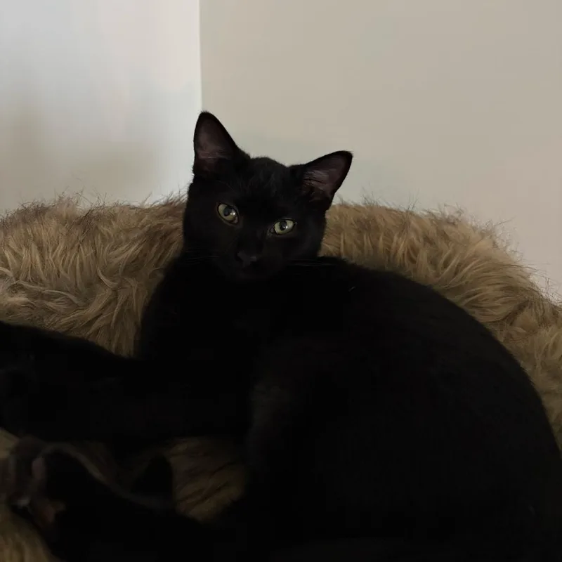 Pepper thumbnail 2